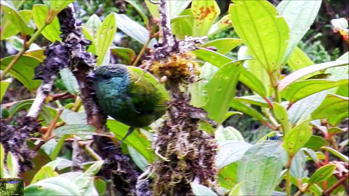 AVES ECOSISTEMA